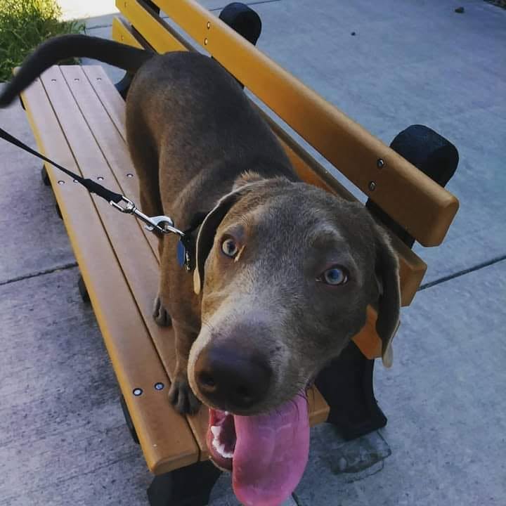 A calm, leashed dog sitting on a park bench outdoors